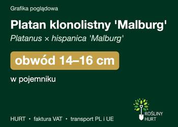 Platan klonolistny 'Malburg' obwód 14-16 cm, w pojemniku – HURT