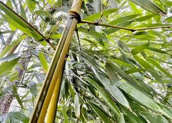 Bambus Phyllostachys Aureosulcata f. Spectabilis 18l