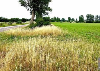 Działka Trzebieszewo 3000m2
