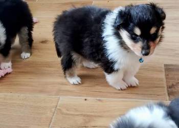 ZKwP (FCI) Owczarek Szkocki Collie