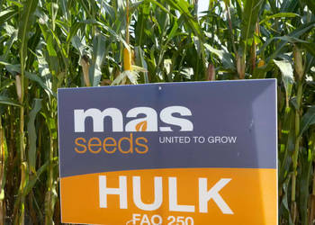 Materiał siewny kukurydza Hulk FAO 250 na kiszonkę