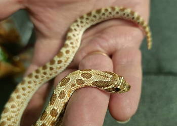 Heterodon zachodni parka samica samiec