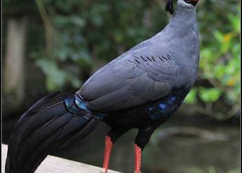 Bażant syjamski prałat