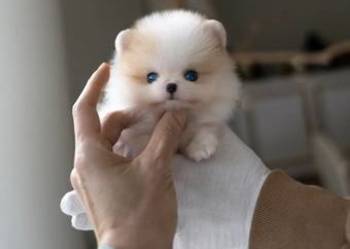 Sliczne Szpic Pomeranian