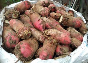 Buraki pastewne burak