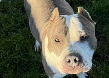 Szczenięta amstaff - rodowód