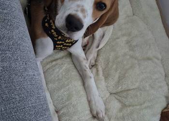 Beagle szuka domu
