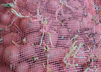 Ziemniaki sadzeniaki Vineta