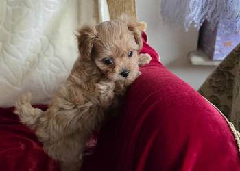 Maltipoo suczka xxs