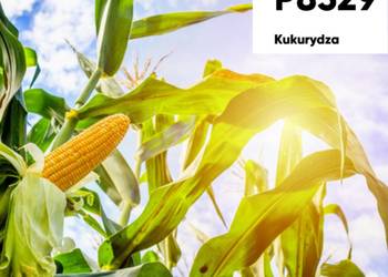 Kukurydza Pioneer P8329 na ziarno kiszonkę Kukurydza Pioneer P8329 na ziarno kiszonkę