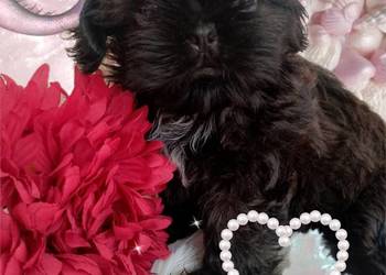 Suczka rasy Shih-Tzu szuka domku