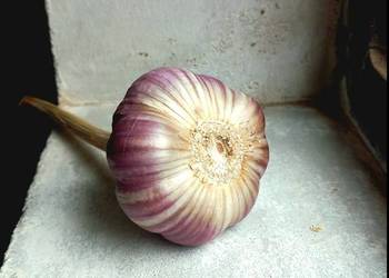 Sprzedam czosnek Harnaś. Różne kalibry. Nadaje się na sadzenie