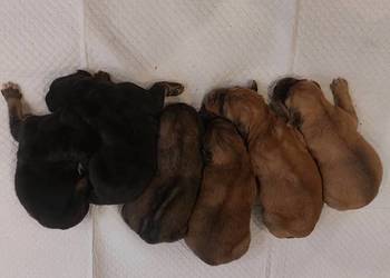 Owczarek Mongolski Bankhar