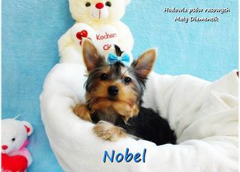 Yorkshire Terrier Malutki Mini Piesek NOBEL z Rodowodem i Wyprawką