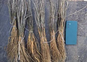 Sadzonki morwy biała czarna hibiskusa i Katalpa