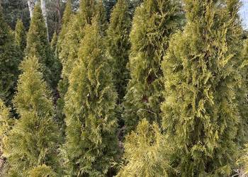 Thuje tuje tuja Thuja 180 200 szmaragd smaragd szmaragdowe 190 cm
