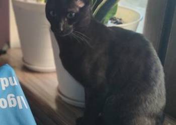 Savannah F5 melanistyczny