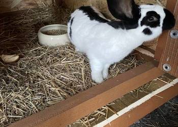 Królik srokacz niemiecki samica