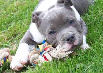 Amstaff Blue – samiec R2 | American Staffordshire Terrier
