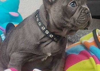 Piesek Buldog francuski niebieski BLUE Szczeniaki
