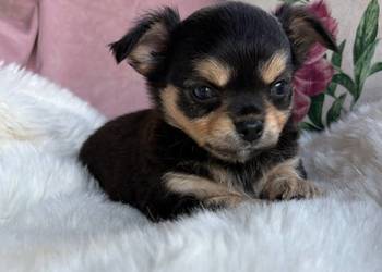 Chihuahua śliczny tricolor piesek