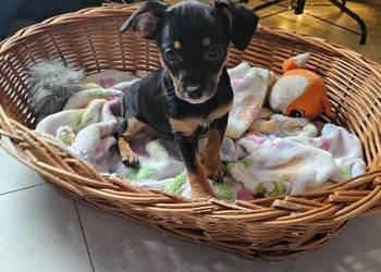 Pinczer miniaturka suczka