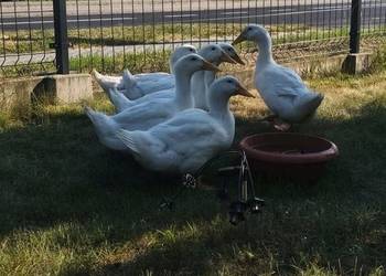 Kaczki z chów przydomowy - OSTANIE 2 SZTUKI