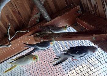 Sprzedam nimfy i modrolotki