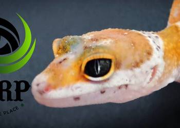 Eublefar Gekon Lamparci maluchy