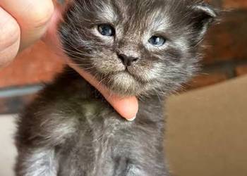 Maine Coon - Orion