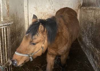 Sprzedam Kuce Walijskie