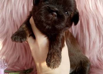 Czekoladowa suczka rasy Shih-Tzu