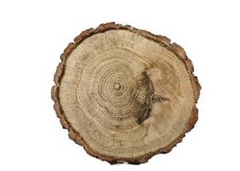 Plaster drewna dąb szlifowany 9-10cm Plastry