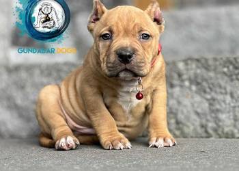 American Bully ABKC piesek
