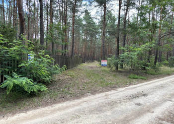 Działka leśna w Ryni, gmina Dobre – 6 379 m²