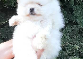 Szpic miniaturowy pomeranian piesek miś