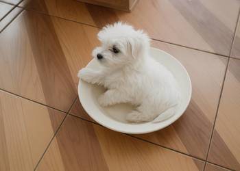 Śliczne maltańczyki