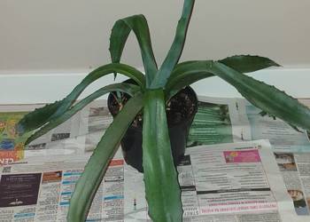 Duża wieloletnia agawa, rozpiętość 73cm