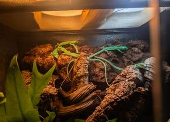 Gastropholis prasina jaszczurka szmaragdową