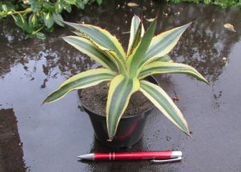Agawa w czterech kolorach - Agave lophantha Quadricolor - sadzonka