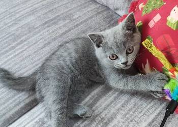 Kotka Brytyjska krótkowłosa niebieska (Limonka)