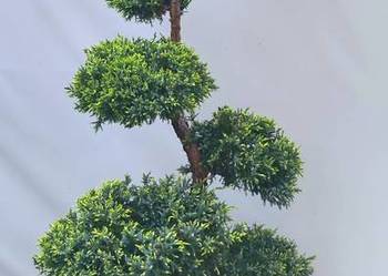 Bonsai Niwaki jałowiec łuskowy Holger