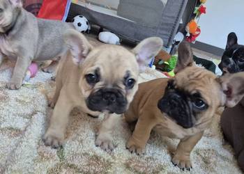 Buldog francuski szczeniaczki Buldog francuski szczeniaczki