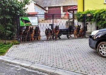Owczarek niemiecki długowłosy potężnej budowy grubej kości szczeniak