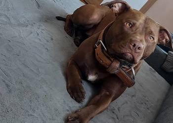 American Pit Bull Terrier