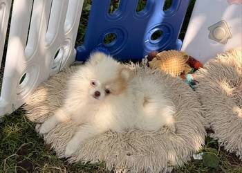 Szpic miniaturowy/pomeranian