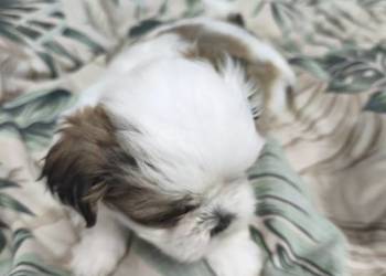 Shih tzu szukają domów
