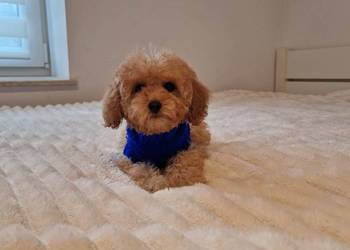 Pudel toy Red po tatusiu FCI gotowy na zmianę domu