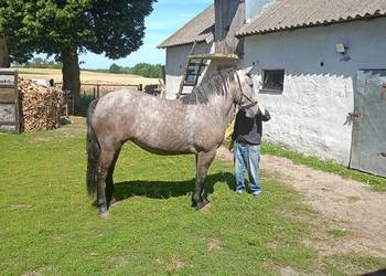 Klacz 2 letnia