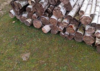 Sprzedam drzewo olcha/brzoza